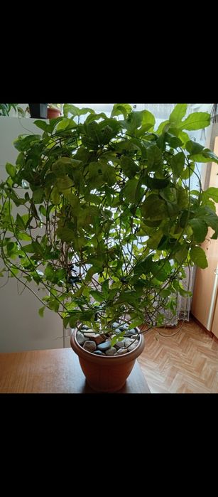 Продам плодоносящую пасифлору.