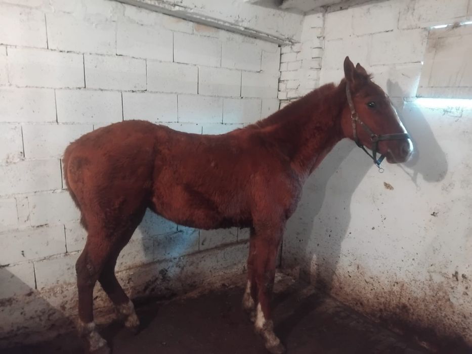 Тай ағылшын, ұрғашы