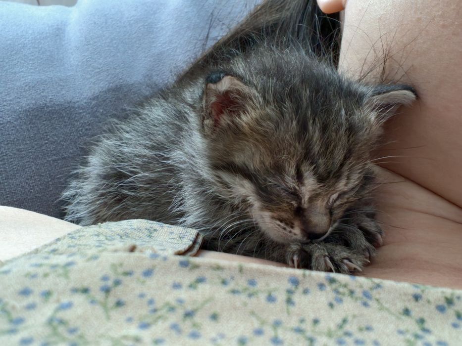 Отдам котенка девочку в добрые руки