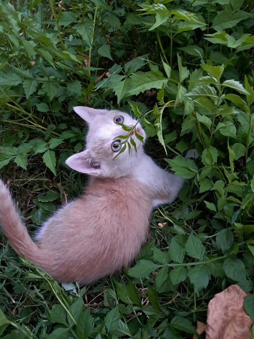 Puiuți de pisică spre adopție