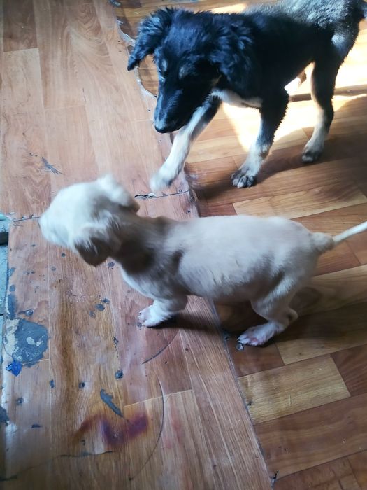 Продам щенка тазы девочка.