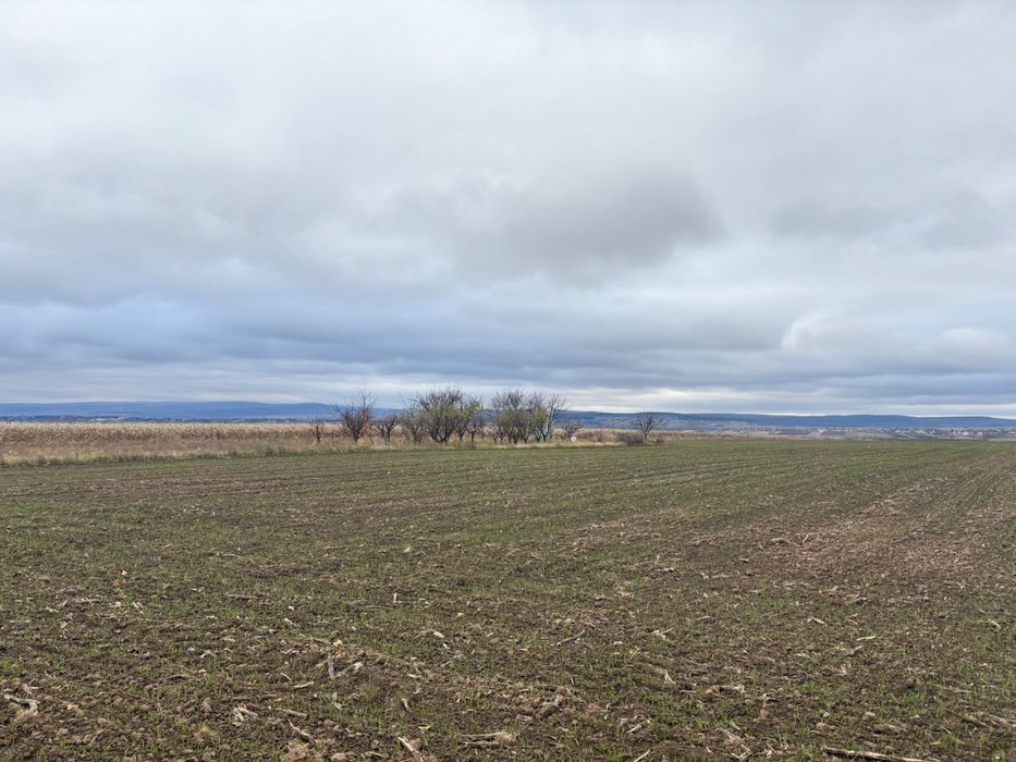 Teren Zaicesti pădure