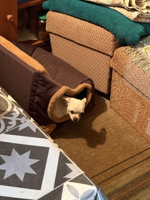 Чихуахуа женско на осем месеца