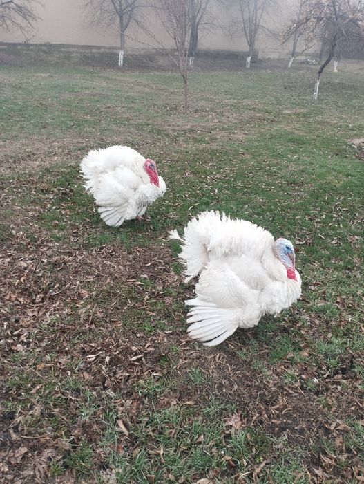 Сатлады срочнаа.