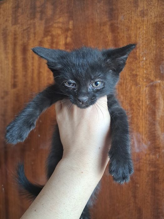 Котята бесплатно