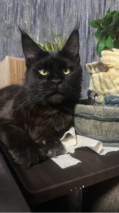 Котята мейнкуны!