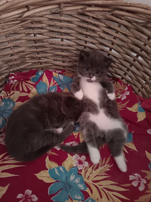 Котята только в добрые руки!