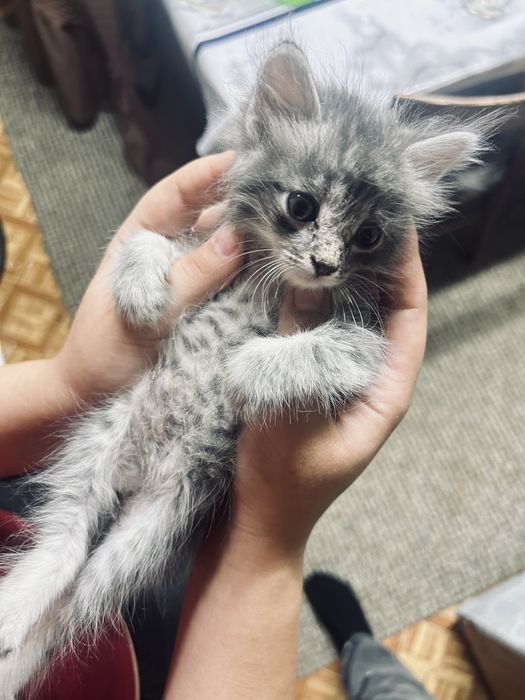 отдам котят в добрые руки