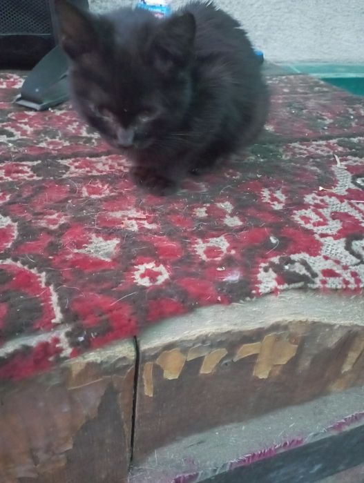 Котята разные...
