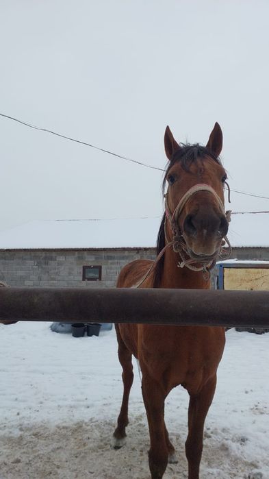 Конь араб с дончаком