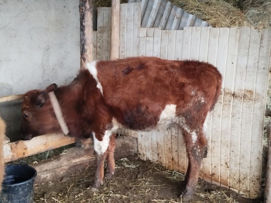 Boʻydor gʻunojin sotiladi