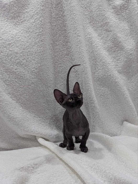 Котята Сфинксы и Бамбино