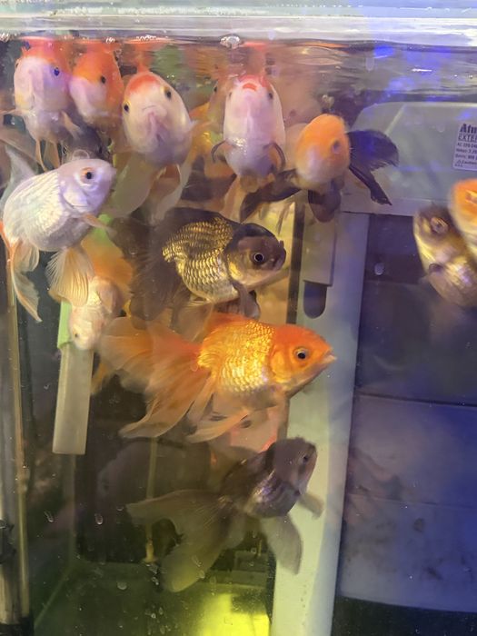 Продаются различные аквариумные рыбы