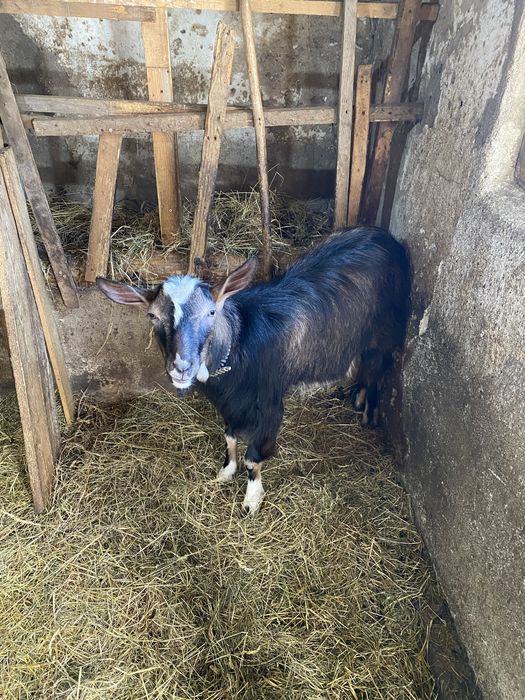 Iezi de vanzare 2 mici si unul mare de 1 an