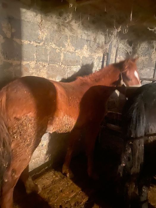 продам кобылку 2,5 года