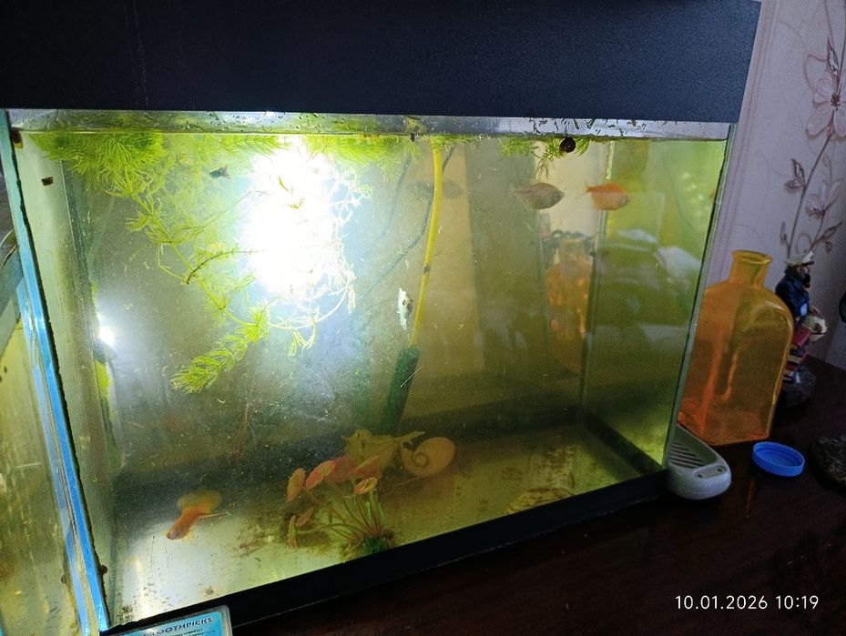 Аквариум с рыбками