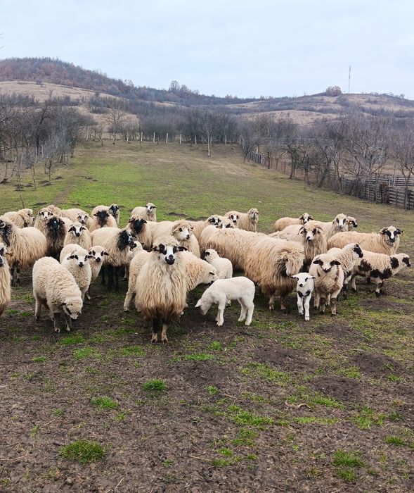 Oi  cu miei  de vanzare