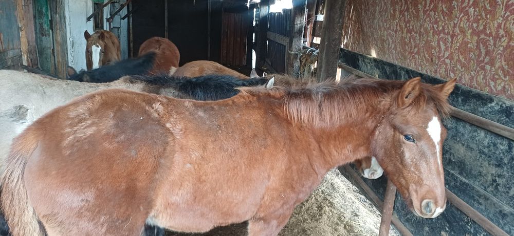 Лошади жеребята бие