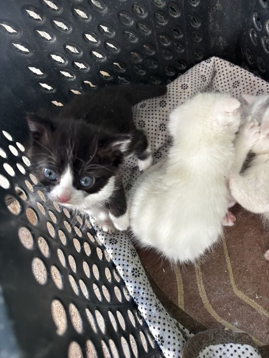 Котенки в хорошие в руки