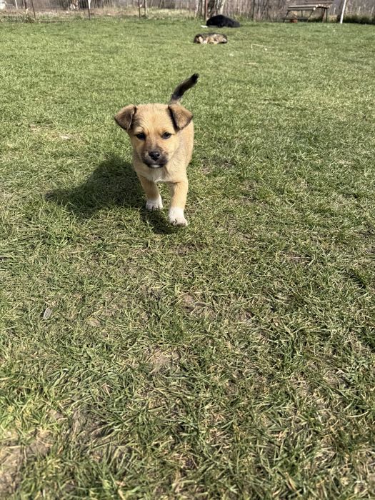 DONEZ căței, talie mică, mai sunt 2