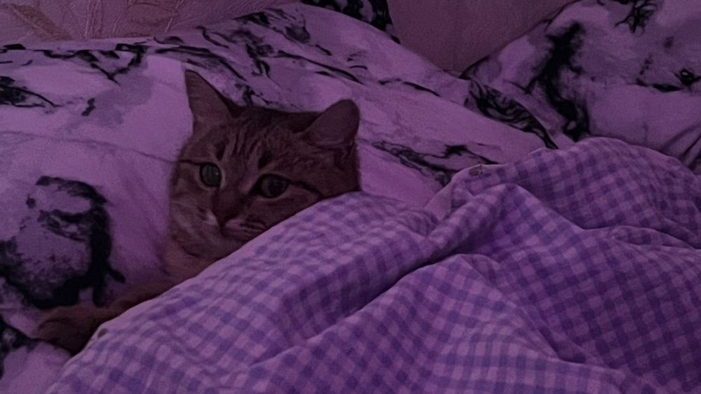 Отдам кота в добрые руки