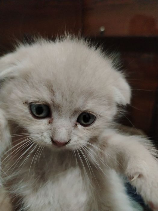 Продаются котята вислоухой породы от чистой вязки.