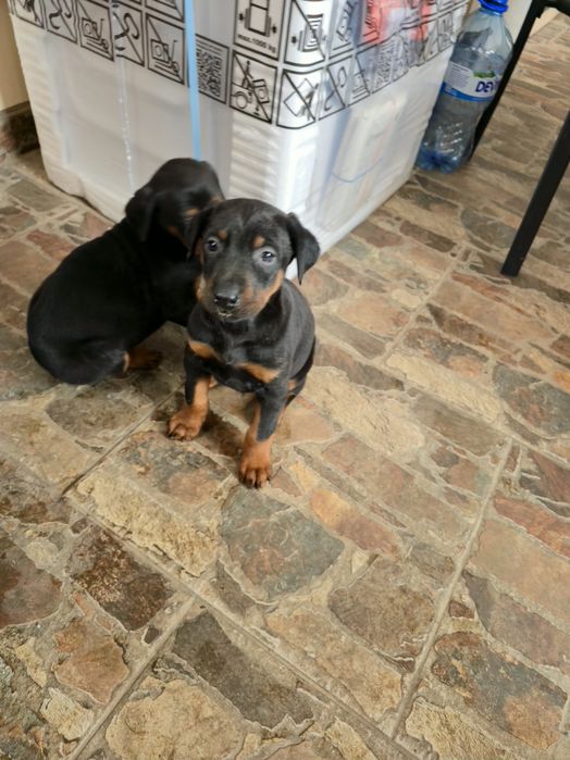 Добермани родословни