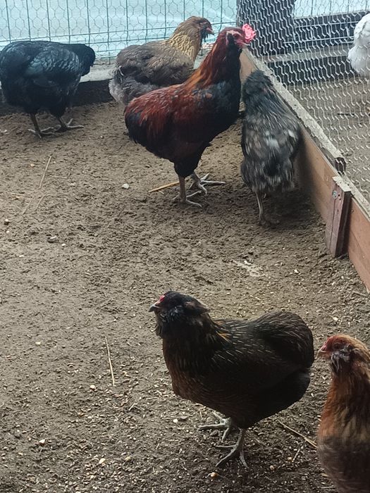 Oua  araucana pentru incubat