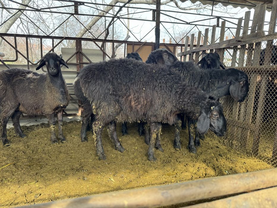 Кози кочкорла сотилади