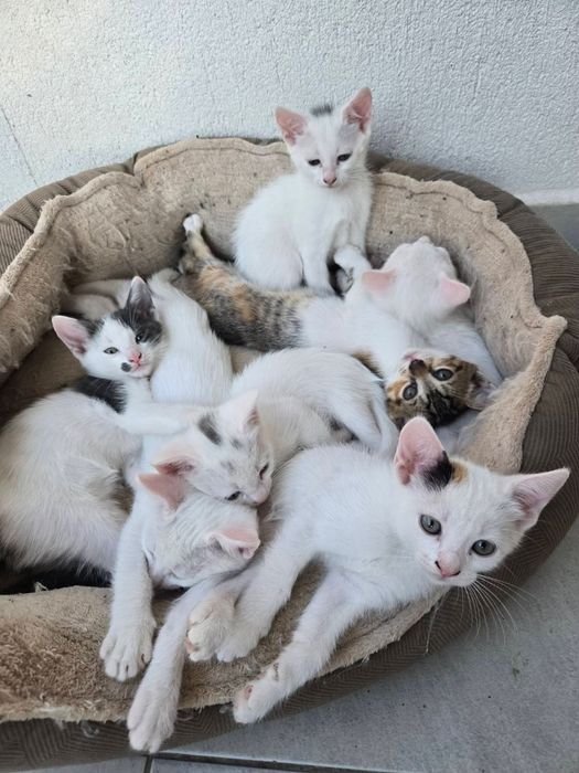 Подарявам малки котенца