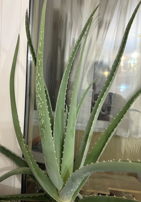 Продам листья алоэ вера