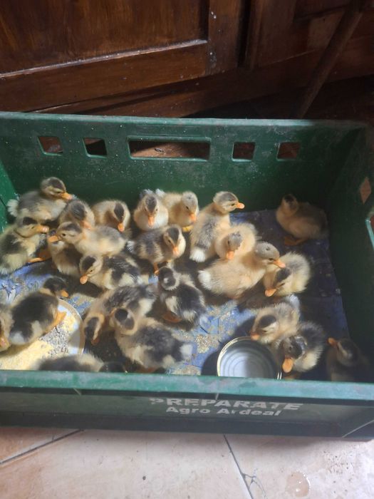 Boboci de rață de casa