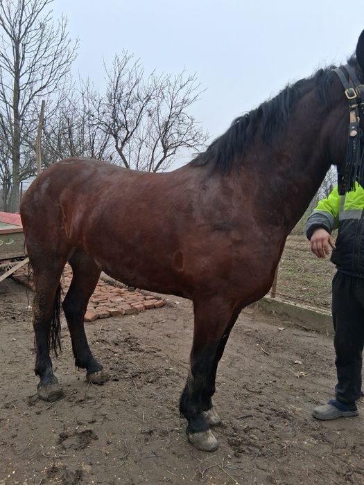 Vând iapă de 4 ani