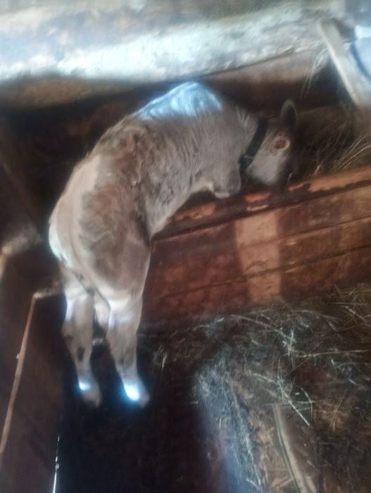 Vând Vițică de 5 saptamani