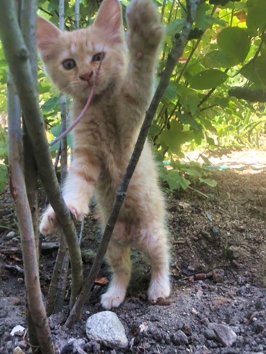 Подарявам котенца