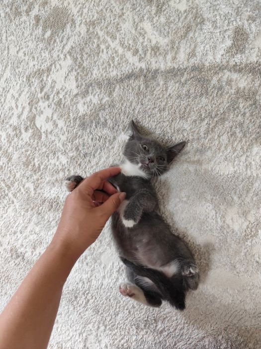 Котенок девочка от крысоловки