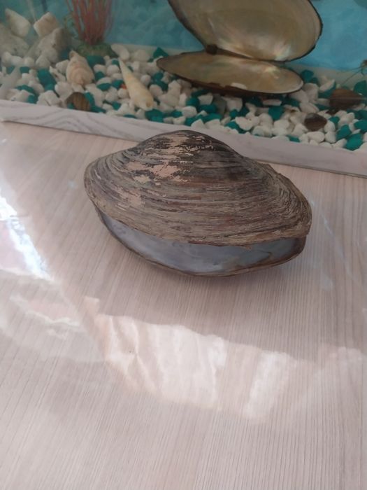 Аквариумные ракушки