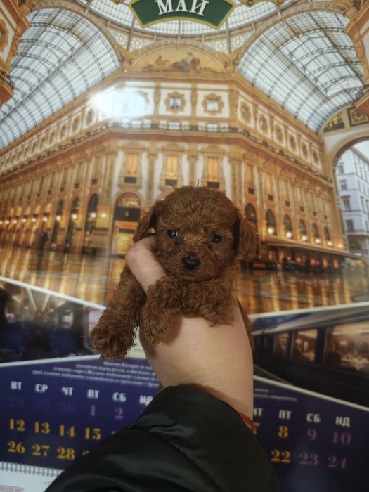 Teacup Poodle момче