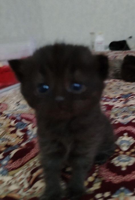 Scottish fold Toza zot  100%