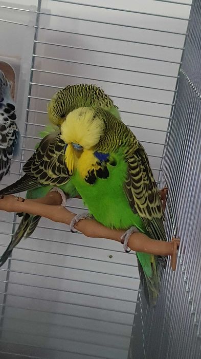 Papagali Peruși standard și normali – pui și adulți