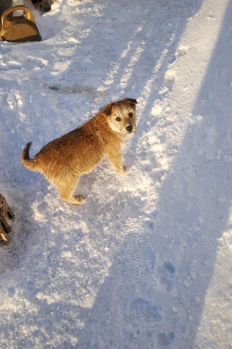 Отдам щенка в хорошие руки