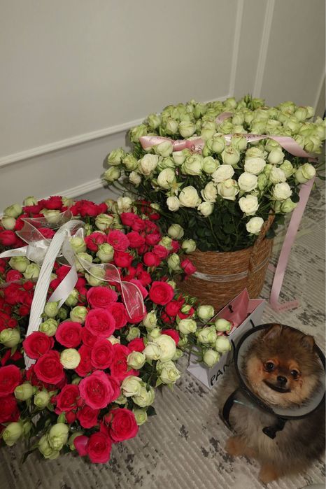 Щенок шпиц 4 месяца мальчик