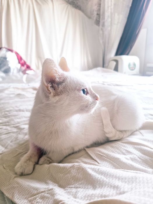 Кошечка ищет дом
