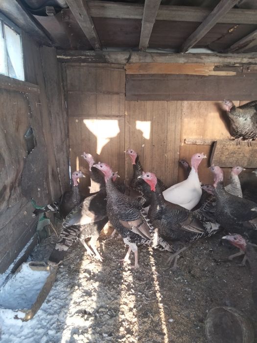 Продам Индюков живыми
