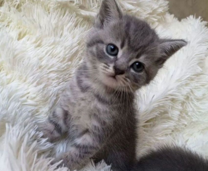 Мальчики котята ждут свой дом