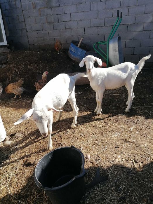 Пролом молодых козочек