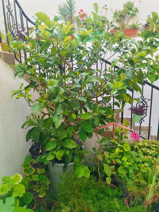 Лимоново дърво 40 години