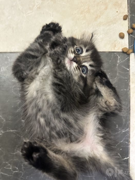 Скоттиш страйт котенок