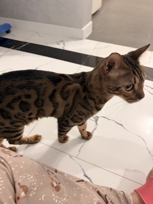 Кот бенгальский взрослый