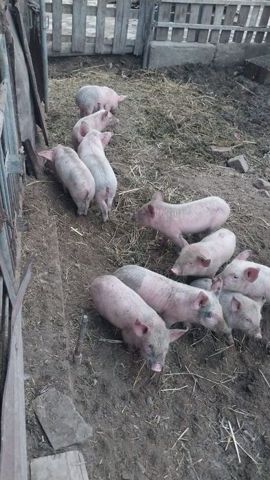 Продам поросят им 1 месяц